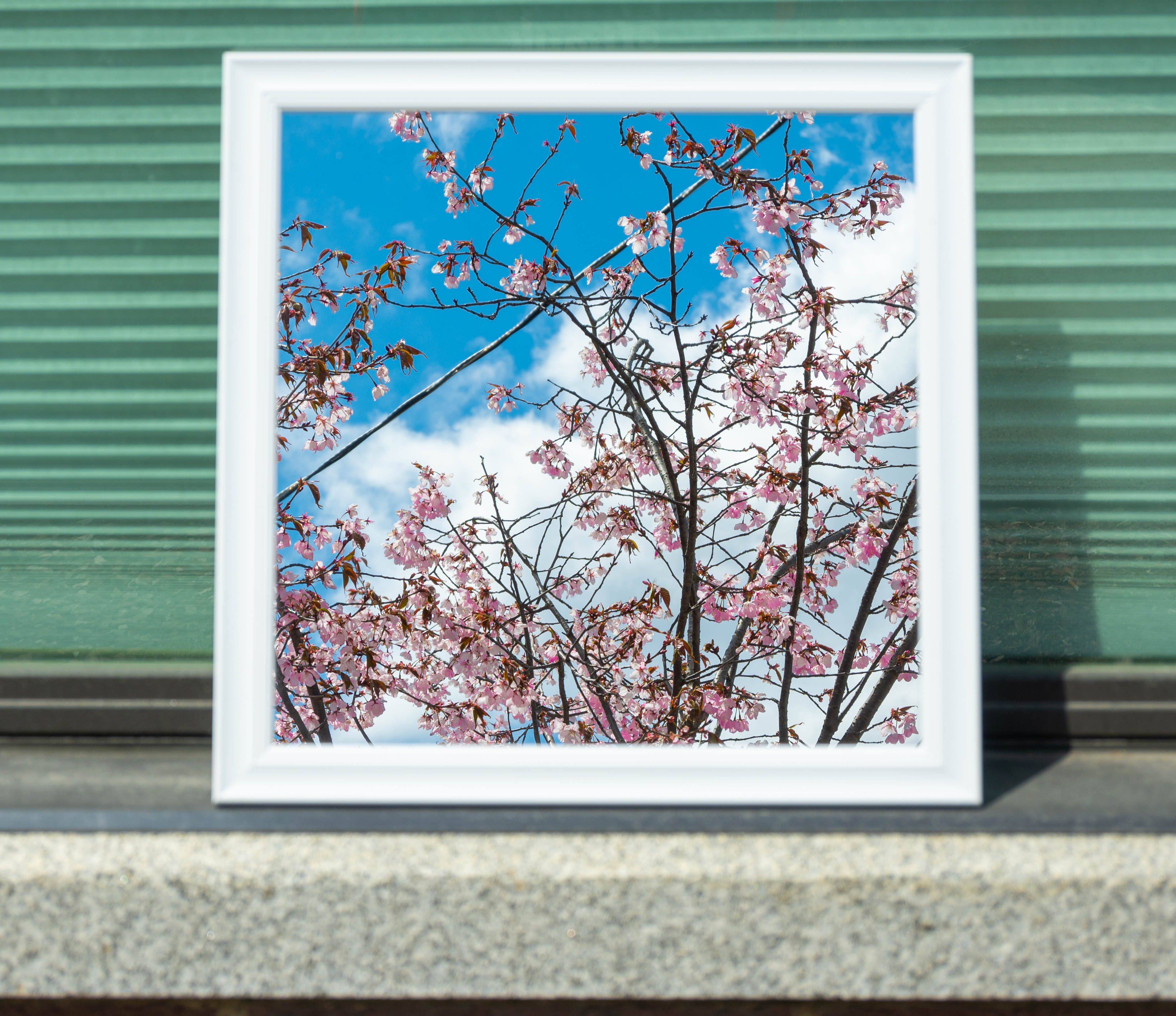 Reflection of a pink flowered tree in a mirror on a window ledge.